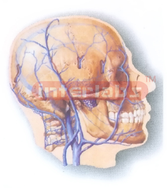 HANGING HUMAN COMMUNICATIONS MODEL BETWEEN INTRACRANIAL AND EXTRACRANIAL VEINS